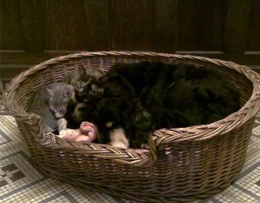 Votez Bilou ! Chats_chien
